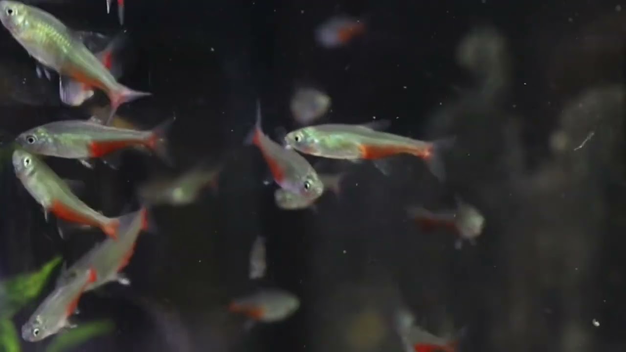 Aphyocharax rathbuni
