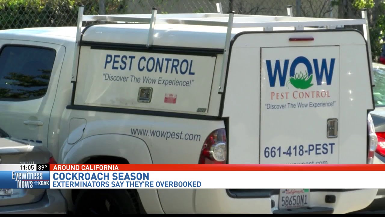 Pest control business owner: 'Worst roach season I've ever seen'