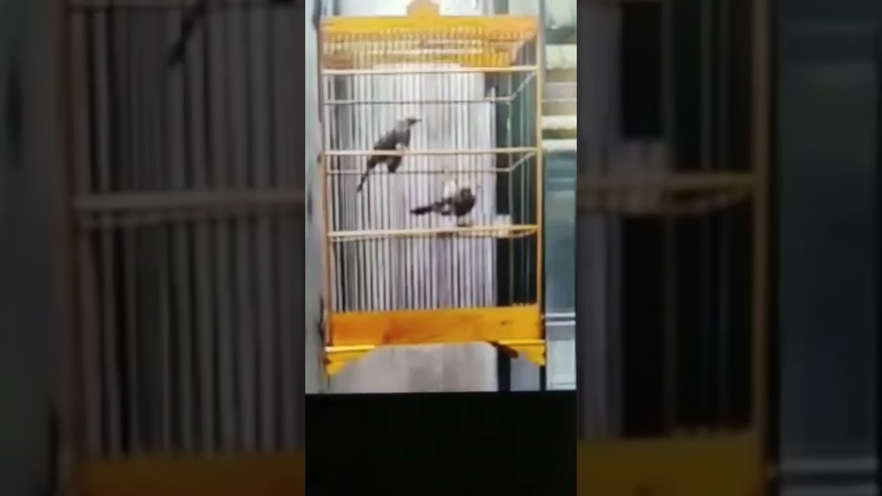 Cucak Rowo Ropel pasangan hutan.