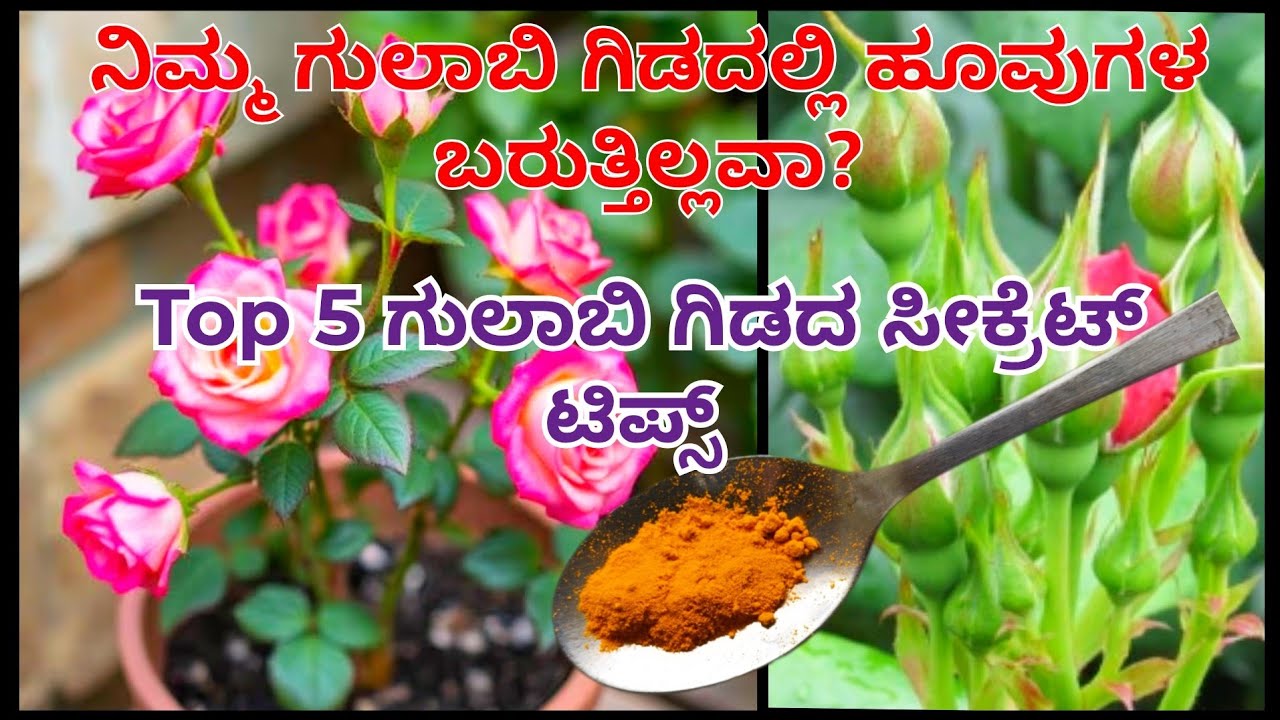 Top 5 secret ಟಿಪ್ಸ್ ನಿಮ್ಮ ಗುಲಾಬಿ ಗಿಡದಲ್ಲಿ ಹೂವುಗಳ ಸುರಿಮಳೆ||#roseplanttips