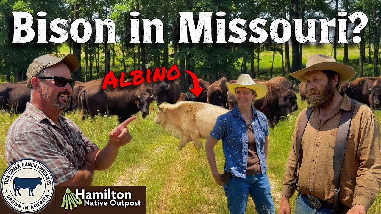 FARM TOUR! Hamilton Native Outpost: 3,000-Acre Native Seed Farm & Bison Ranch!