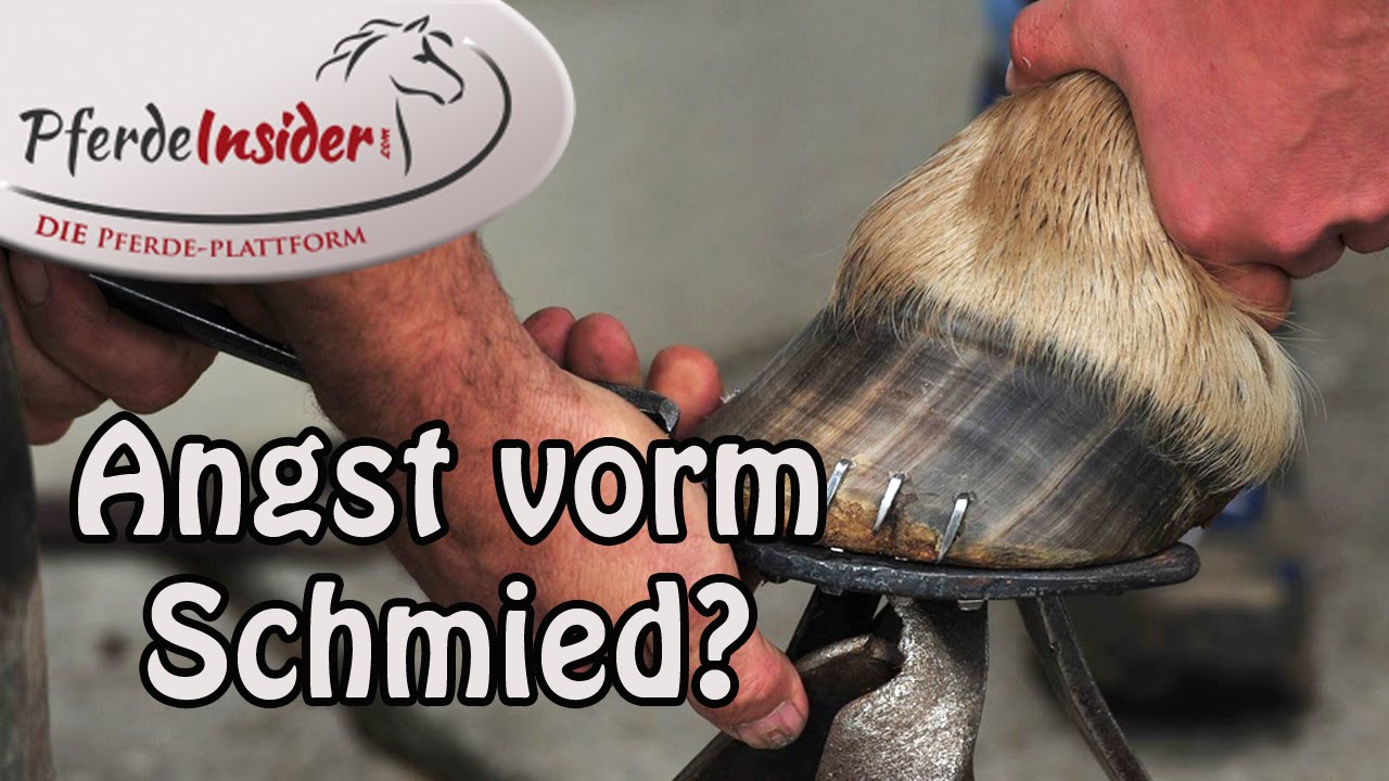 Hilfe, mein Pferde hat Angst vorm Schmied und fremden Menschen!