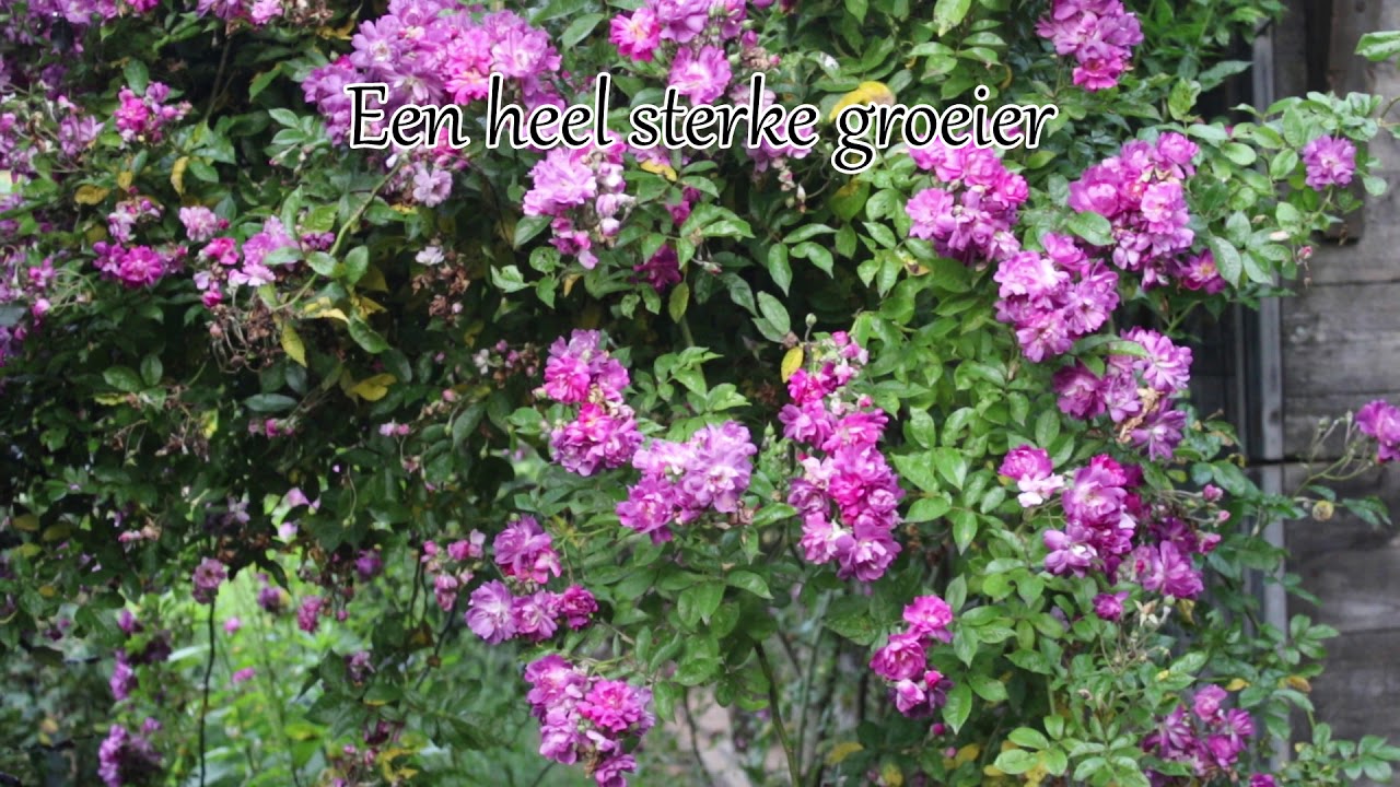 1 minuut natuur: Rosa Veilchenblau