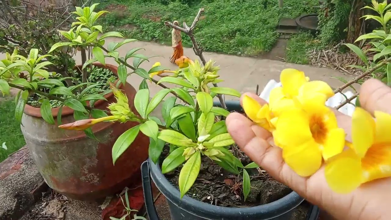 ଆଜି ତୋଳିଲି କେତୋଟି ଫୁଲ 🌻ପ୍ଲିଜ଼ ଲାଇକ 🌻ସଂସକ୍ରାଇବ 🌻କରନ୍ତୁ 🌻