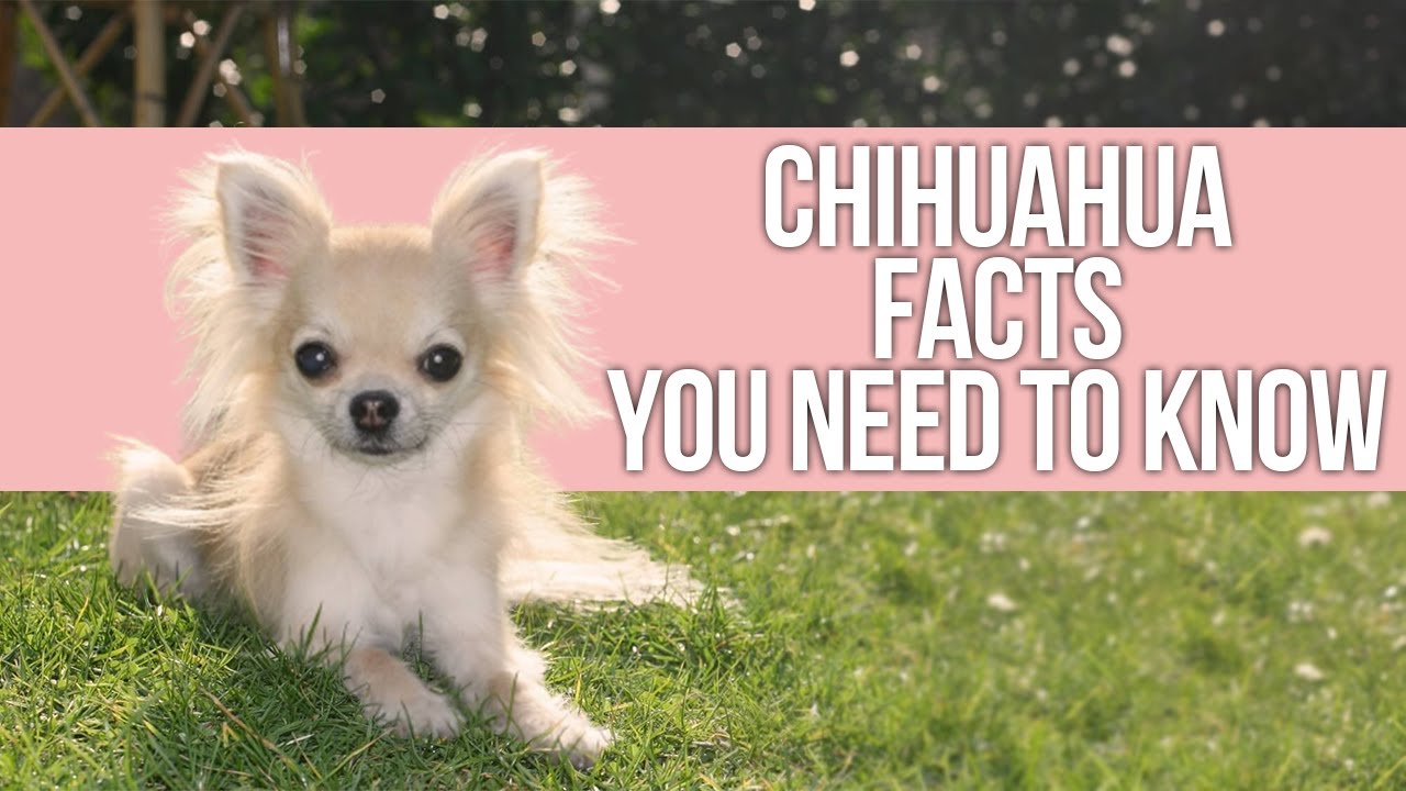 Chihuahua Facts You Need To Know
