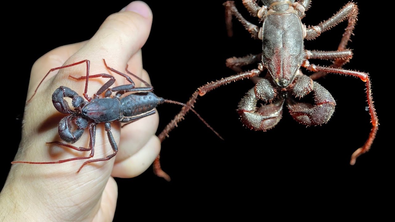 Единственный костариканский уксус