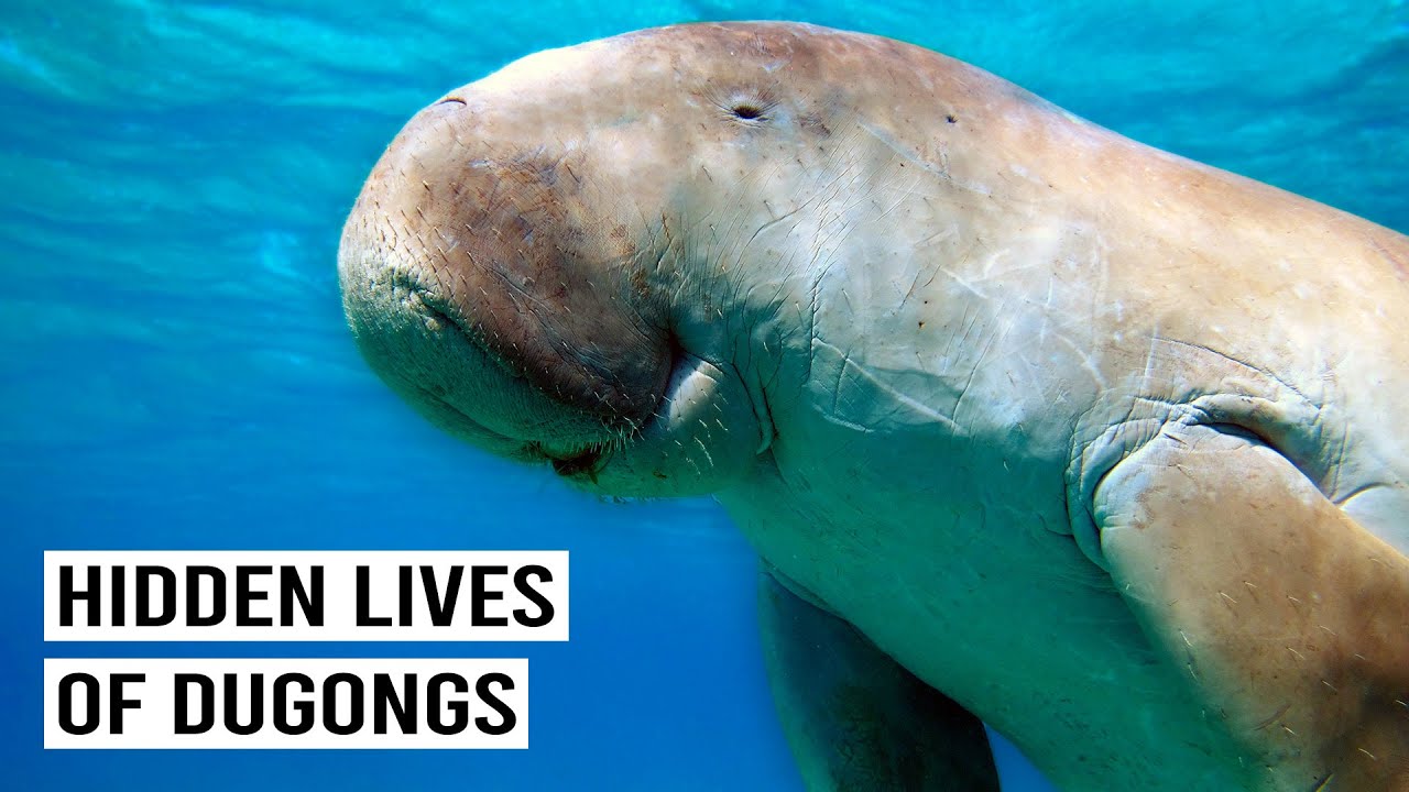 Dugong Enigma: From Mermaid Myth to Reality