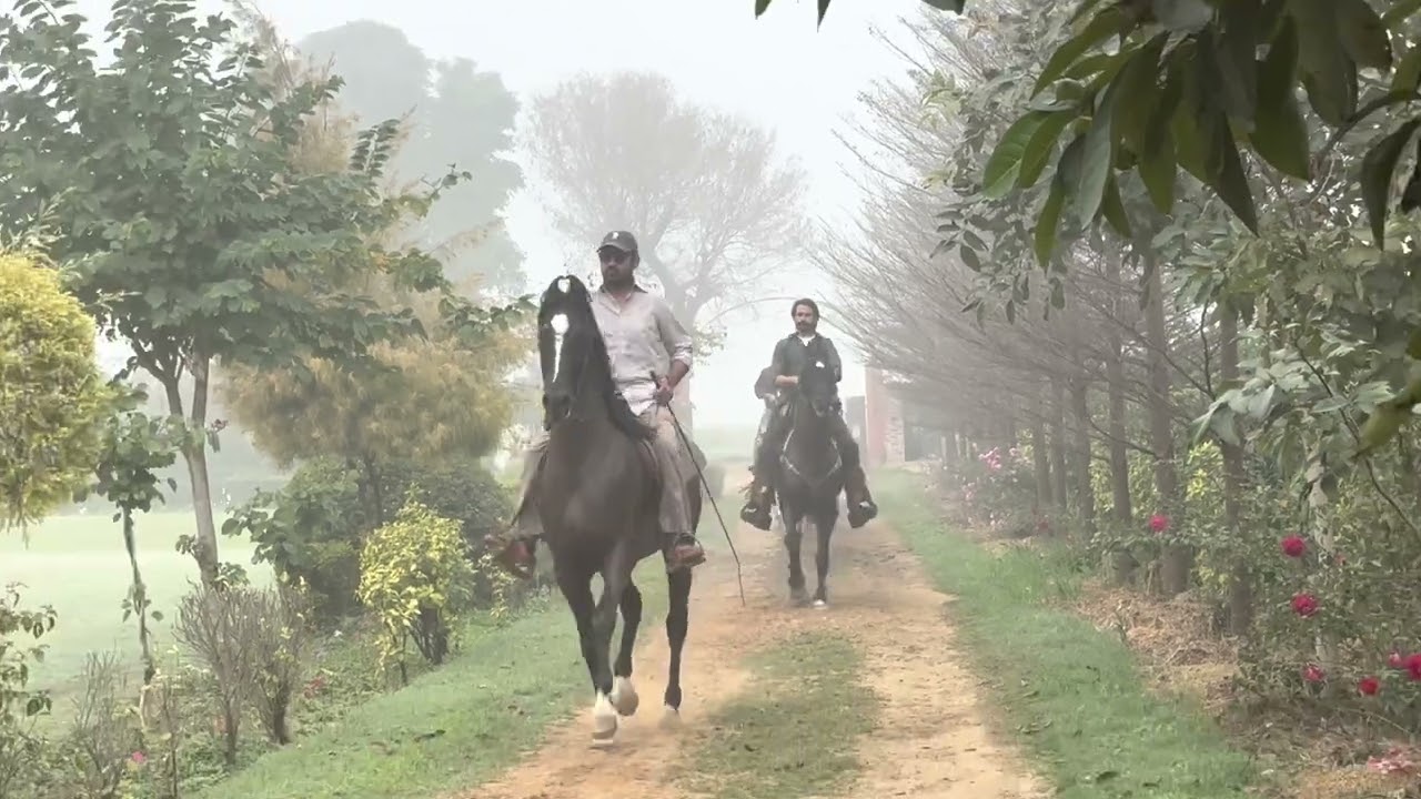 horse riding for 52 km by long riders of punjab with marwari horses