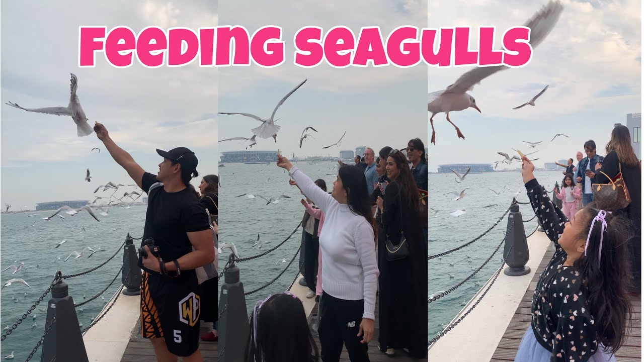 FEEDING SEAGULLS 