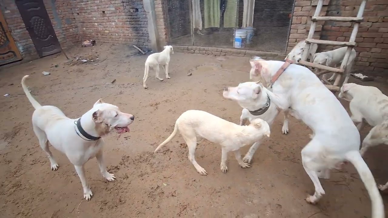 Alpha The Dogo vs IJACK 👹😱 [ALPHA THE DOGO] #alphathedogo #dogbreed #animals #cane #canecorso