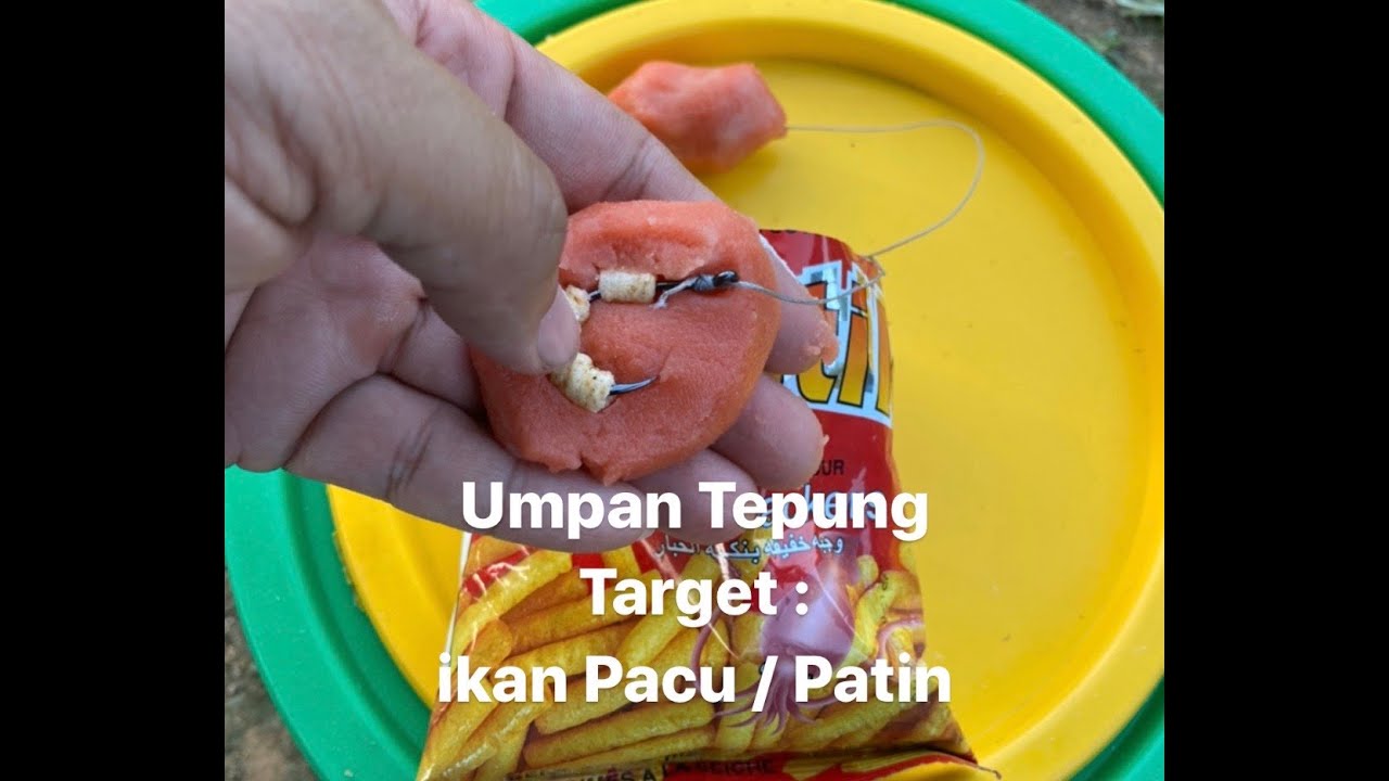 Cara bancuh umpan tepung + minyak