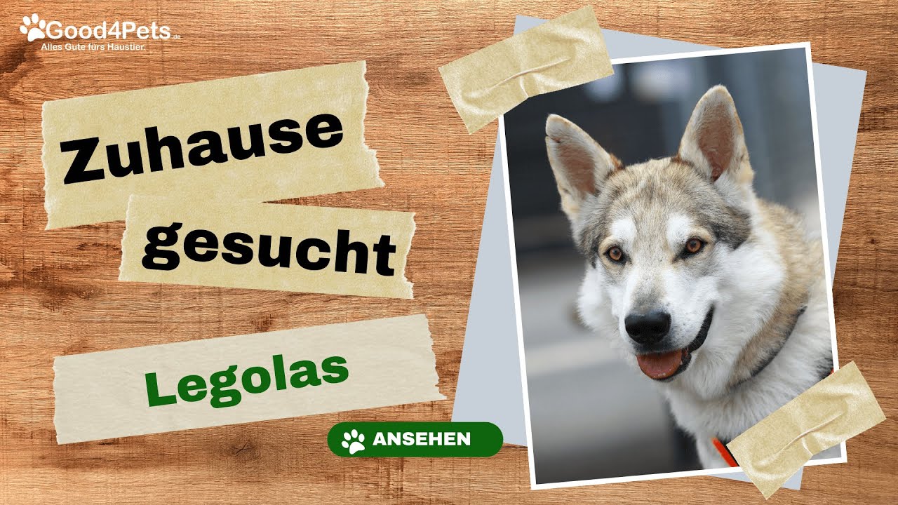 Zuhause gesucht -  LEGOLAS vom Tierheim Aachen | Good4Pets.de