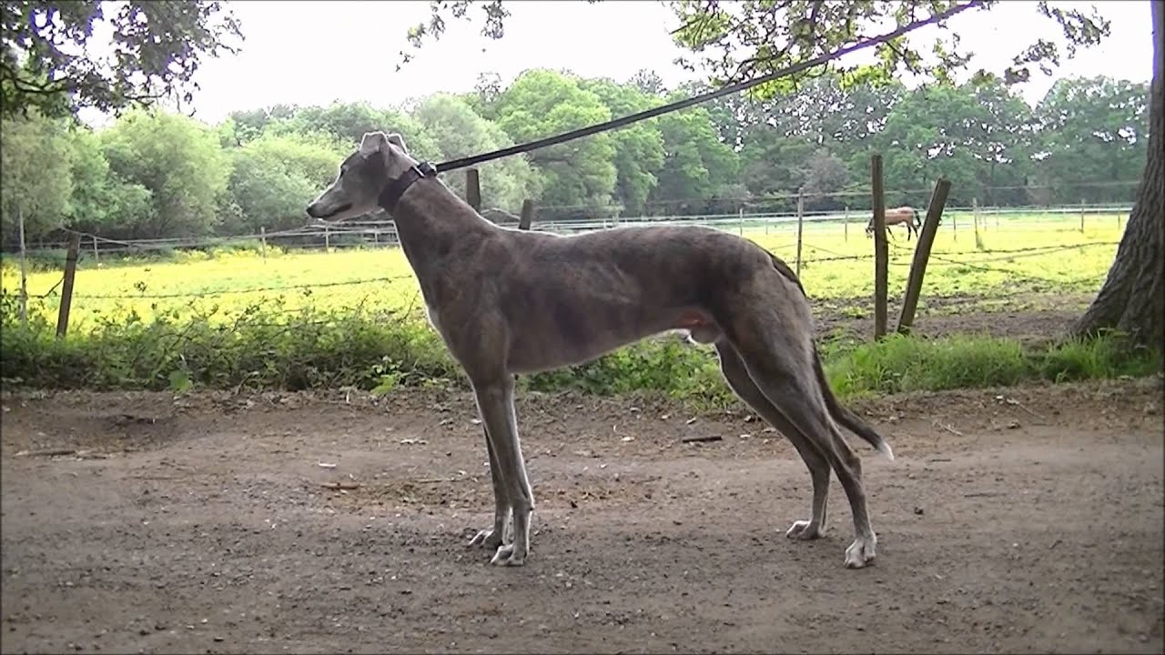 mick the miller june 1926 may 1939 the most famous greyhound of all time