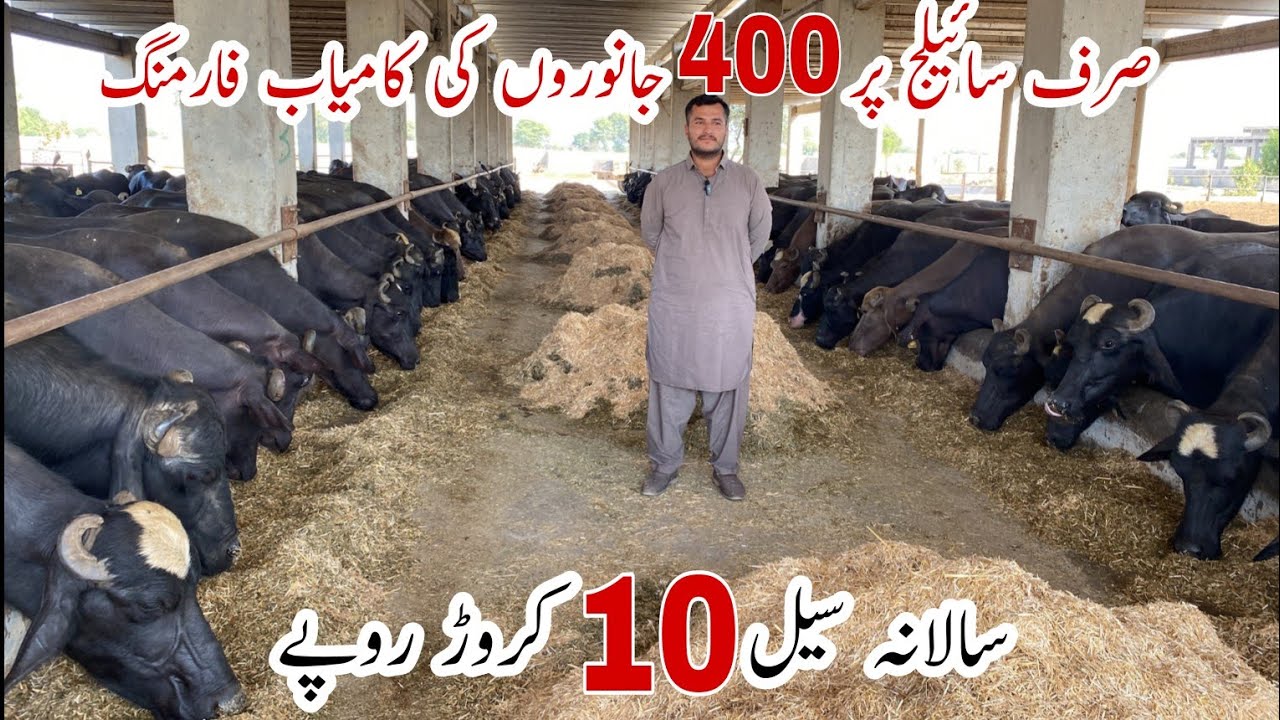 Silage pr Gabhon Jhoti Farming Business ll Pakistan Biggest Gabon Buffalo Jhoti Farm #dairyfarm