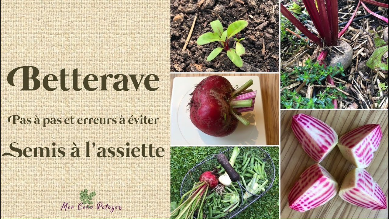 Betterave du semis à l'assiette - Pas à pas et erreurs à éviter