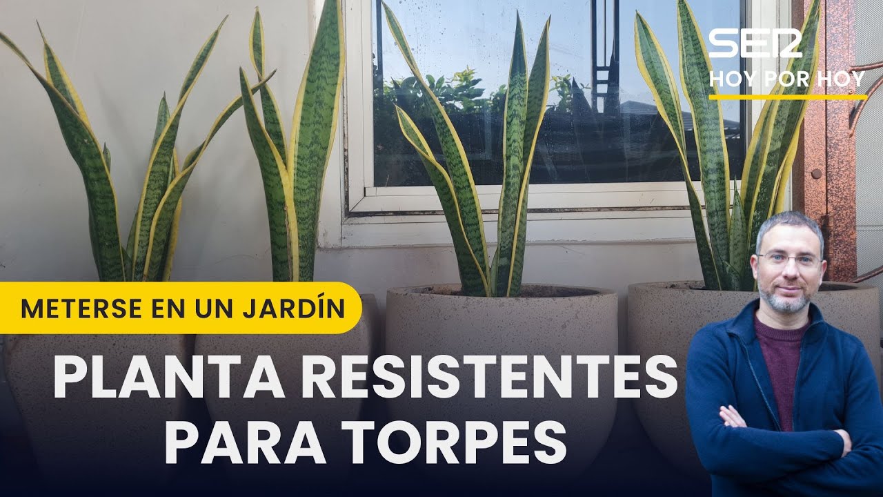 ⛓️🪴 PLANTAS RESISTENTES PARA TORPES | Meterse en un jard&iacute;n
