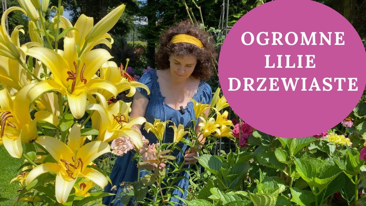 Lipcowe rabaty z LILIAMI DRZEWIASTYMI w moim ogrodzie -  najnowsze odmiany lilii łatwych w uprawie.