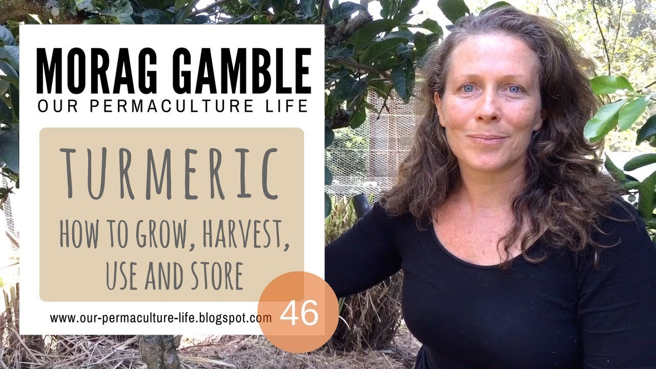 Куркума: как выращивать, собирать, использовать и хранить с Morag Gamble