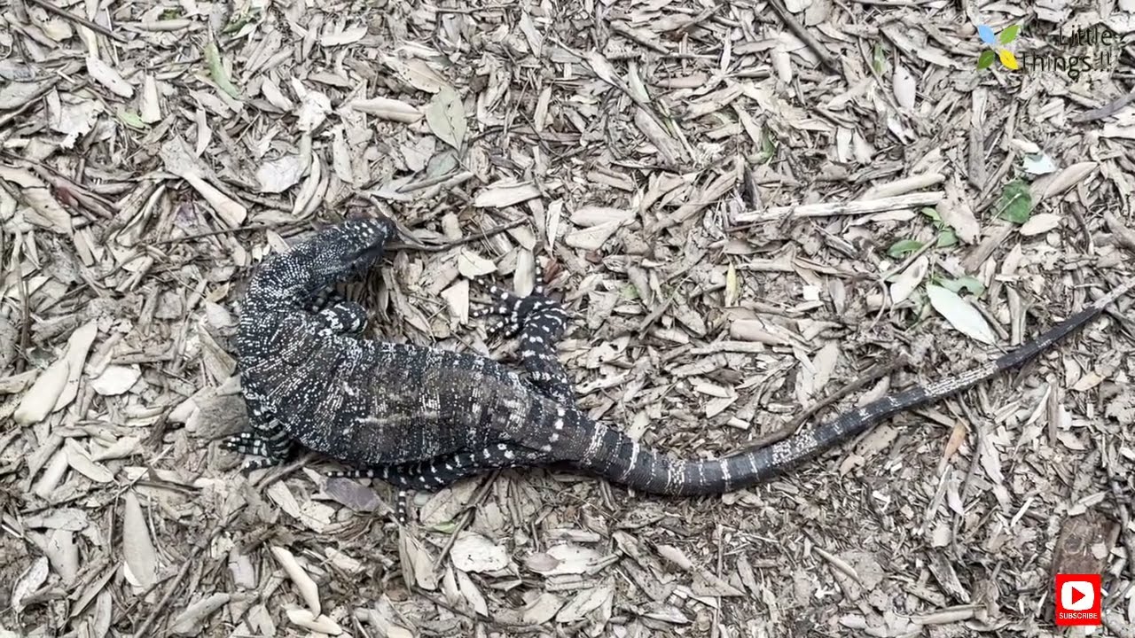 Newcastle Blackbutt Reserve Wildlife 🦘🦜 | Kangaroos, Koalas, Emus & More | Part 2