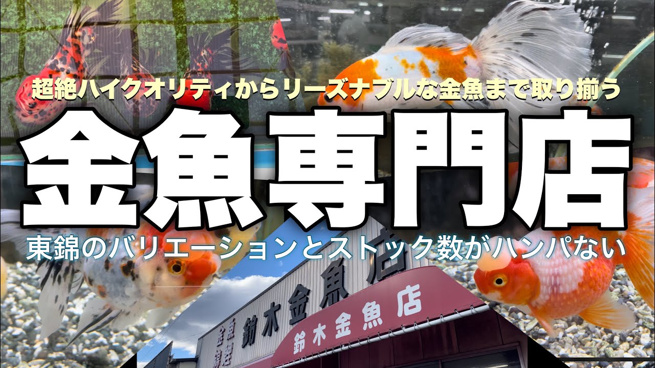 【金魚専門店】超ハイクオリティ金魚からリーズナブルな金魚まで | 東錦のバリエーションも豊富な金魚屋さん「鈴木金魚店」 | 日本一財政力が高い自治体 飛島村の金魚屋さん | @peperia