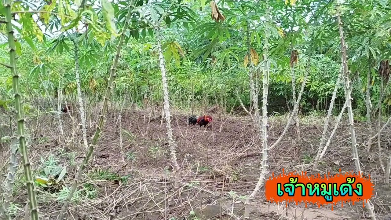 #ต่อไก่ป่า ep110 ไก่ตัวนี้มันก็ฉลาดเกินจิกครืนออกจากขาได้ #birds #chicken #nature 