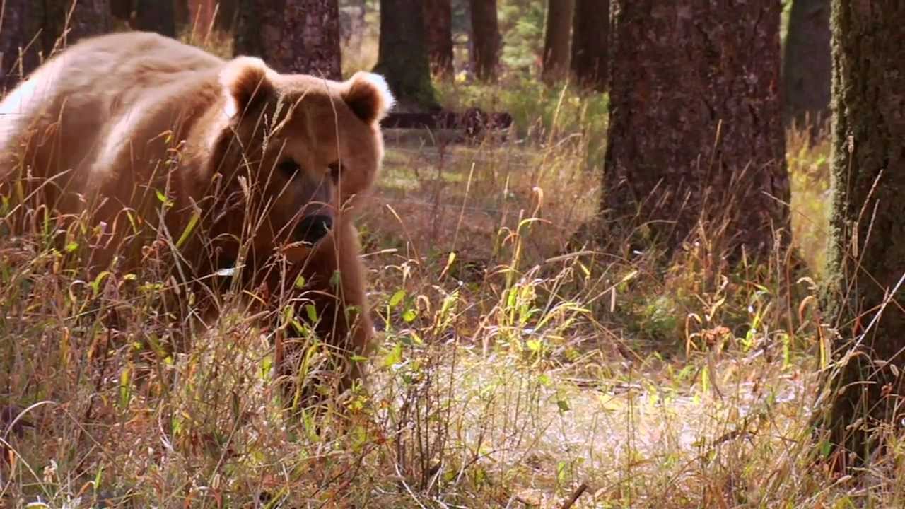 Avoiding Problems while Camping in Grizzly Bear Country