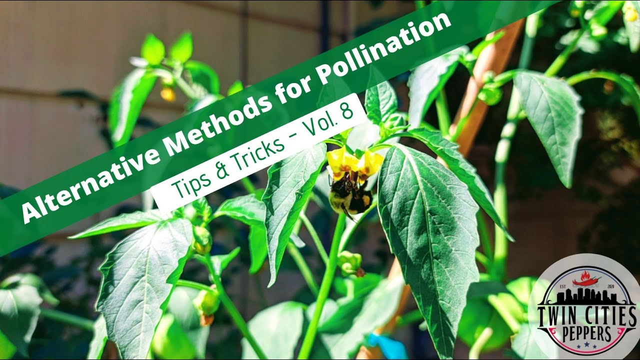 Tips and Tricks - Vol. 8 - Pepper Pollination