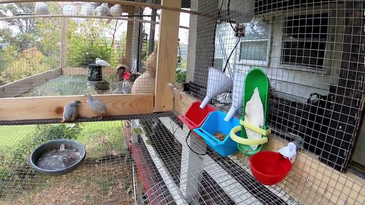 New Aviary Build - Gigantic Upgrade for the Doves Parakeets and Quail (part 3) #aviary