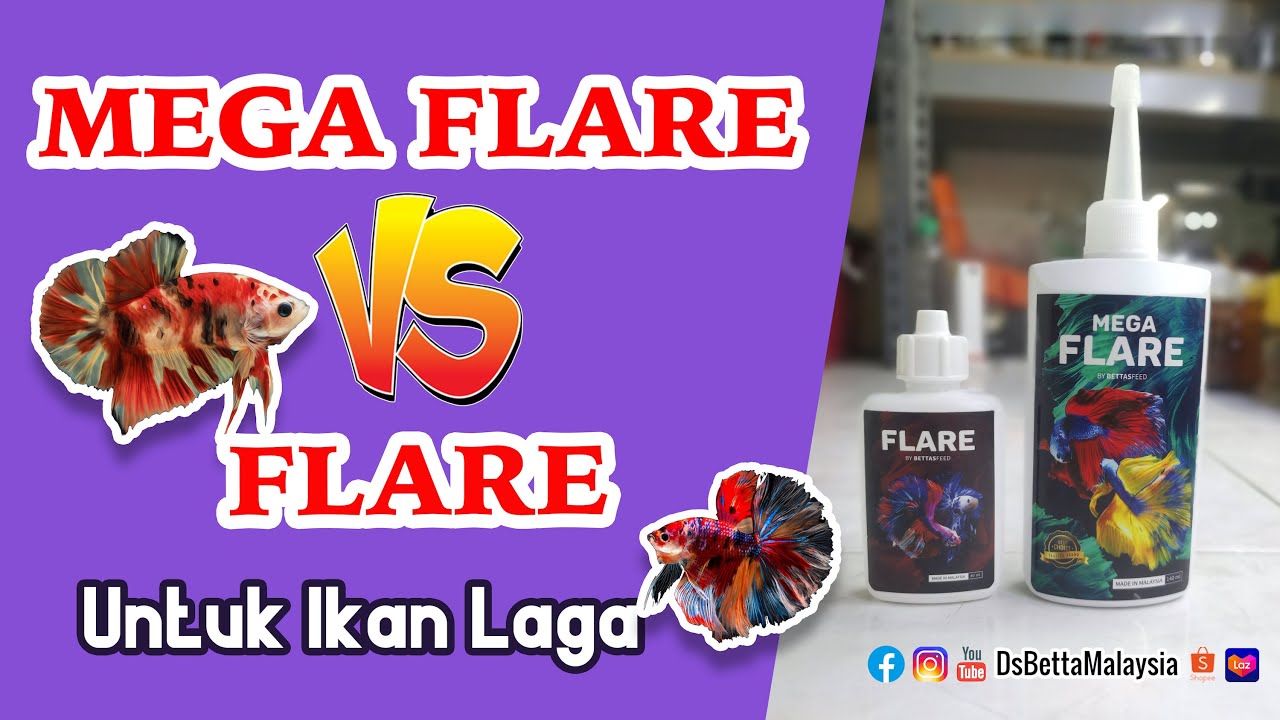 Mega Flare VS Flare Untuk Ikan Laga