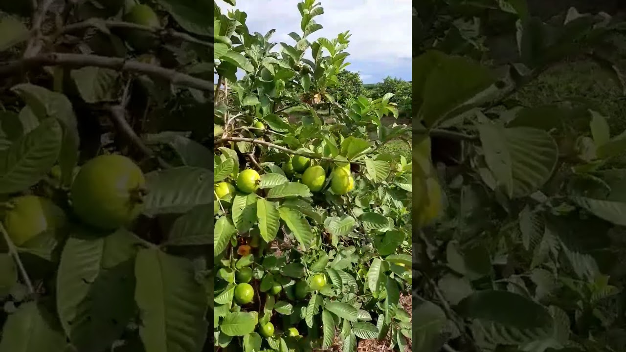 Planta&ccedil;&atilde;o de Goiaba
