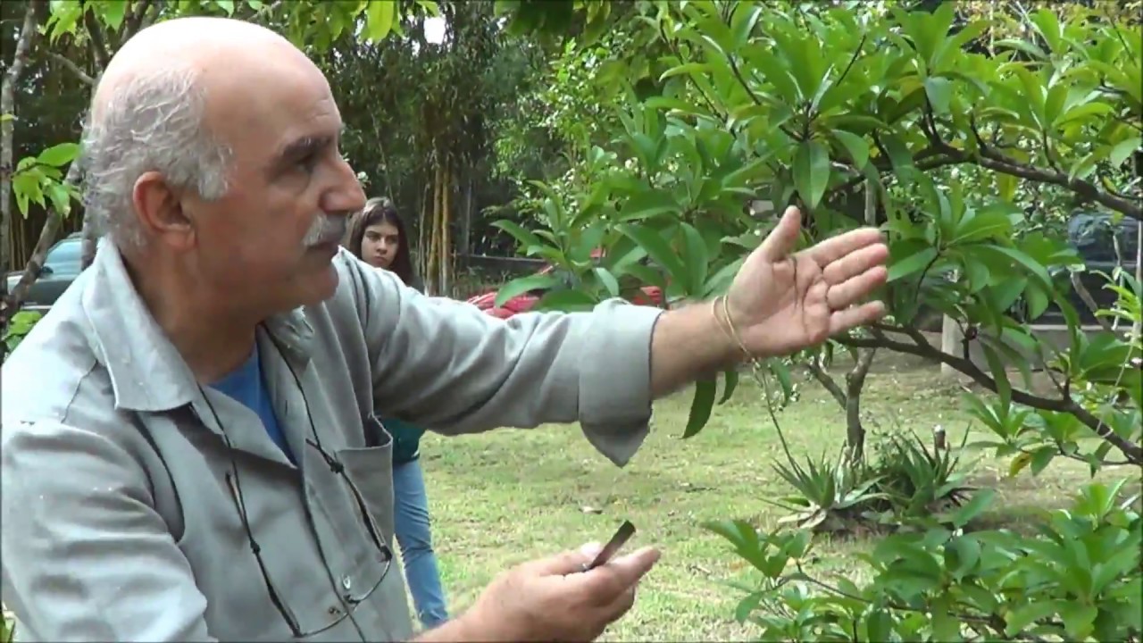 655 )  -  PODA DO 2°PÉ DE LICHIA E DO SAPOTI EM ITARIRI – SP  ( SUDESTE JULHO A AGOSTO )  145a
