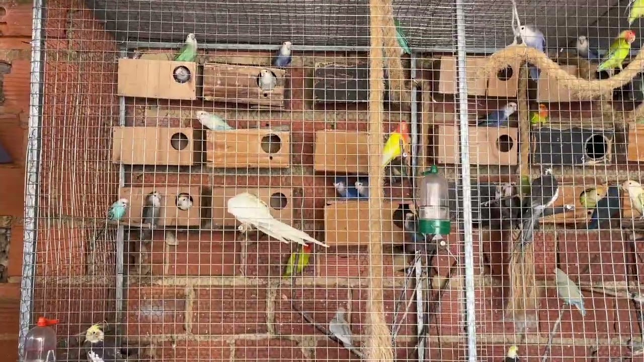 Acabaram de chegar novas aves!