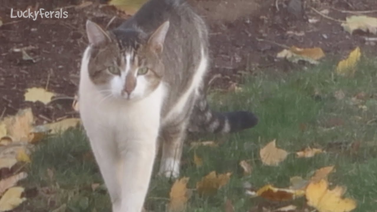Boo Day 131 - Stella's Parent? Zebedee's Catnip Mice - Training and Socializing A Feral Cat