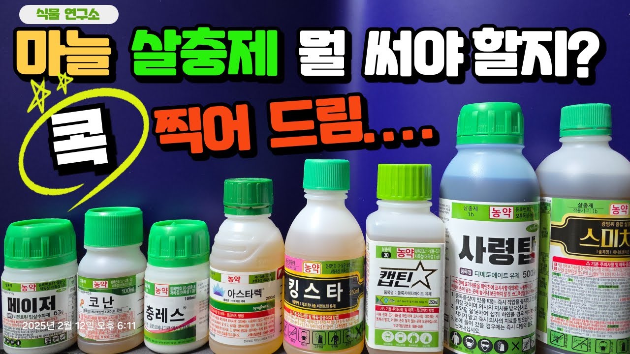 봄철 마늘 방제약을 논문까지 분석해서 콕 찝어드립니다. #마늘 #뿌리응애 #고자리파리
