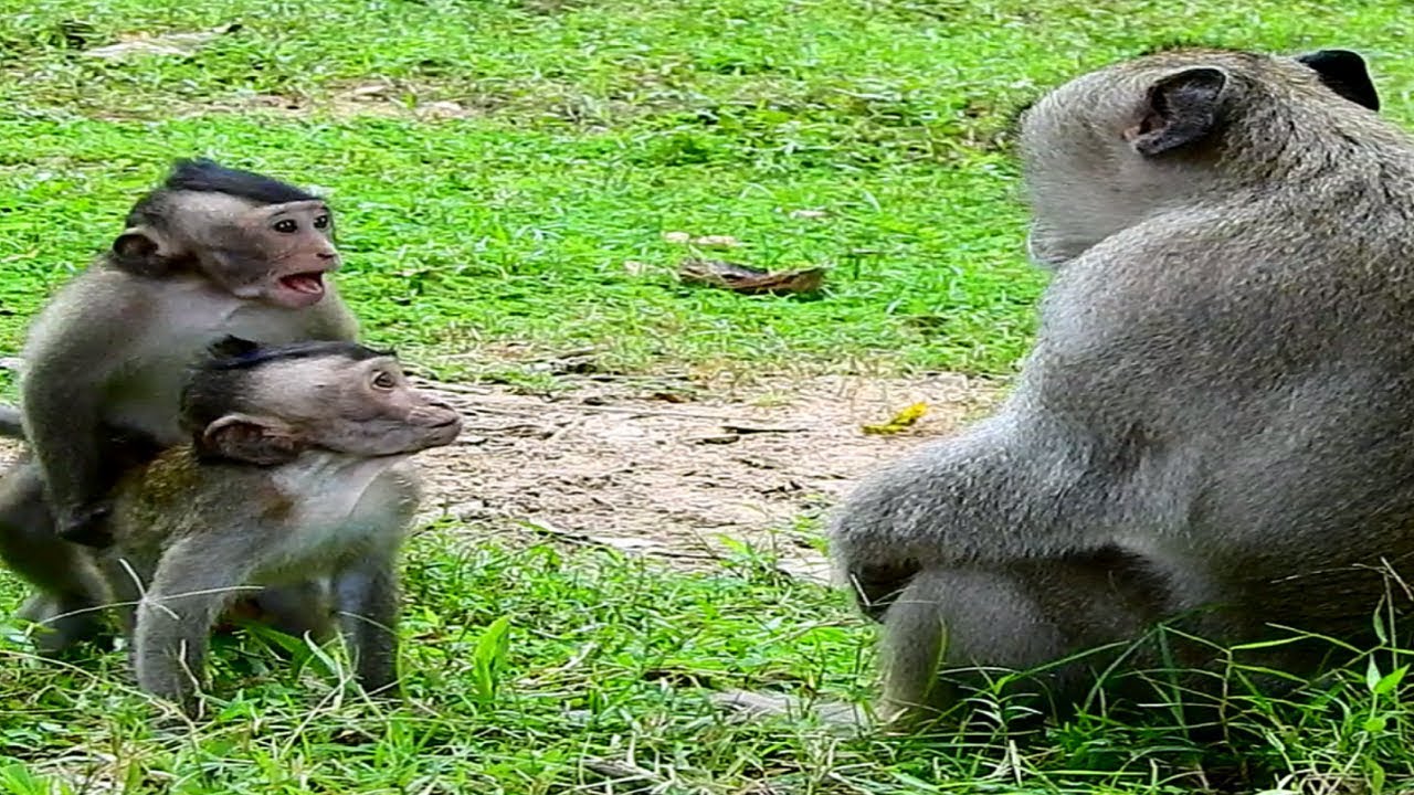 Awesome New Leader On Power In Amber Group ST11446 Mono Monkey