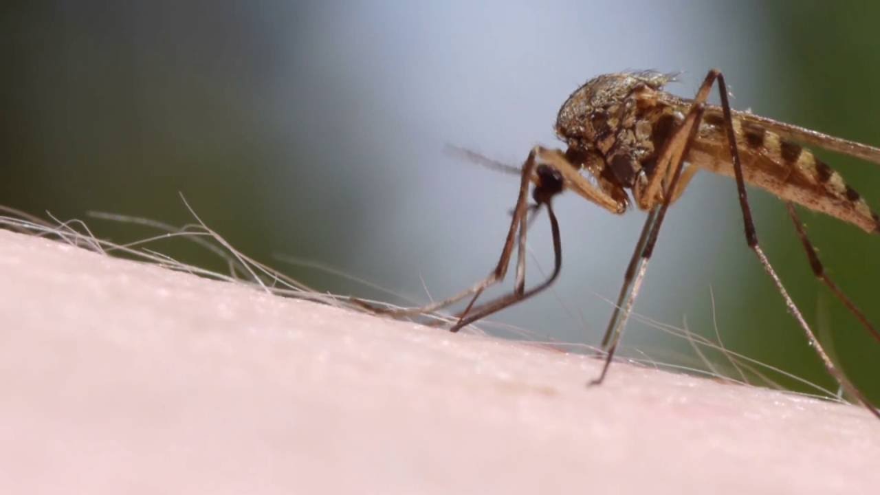1270 Zika Virus - Staying Safe - Trailer