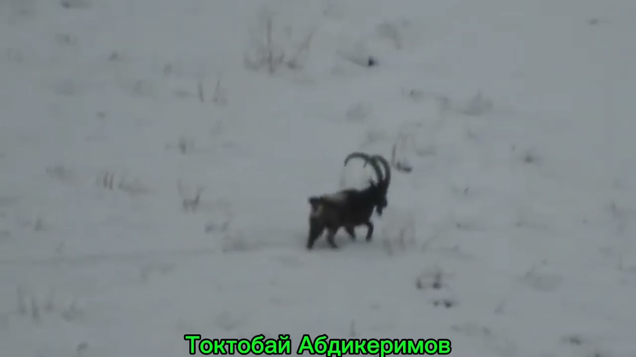 ТОО Теке