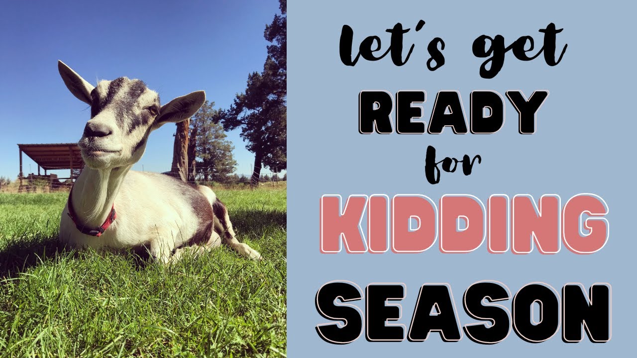 Let's Get Ready For Kidding! 2024