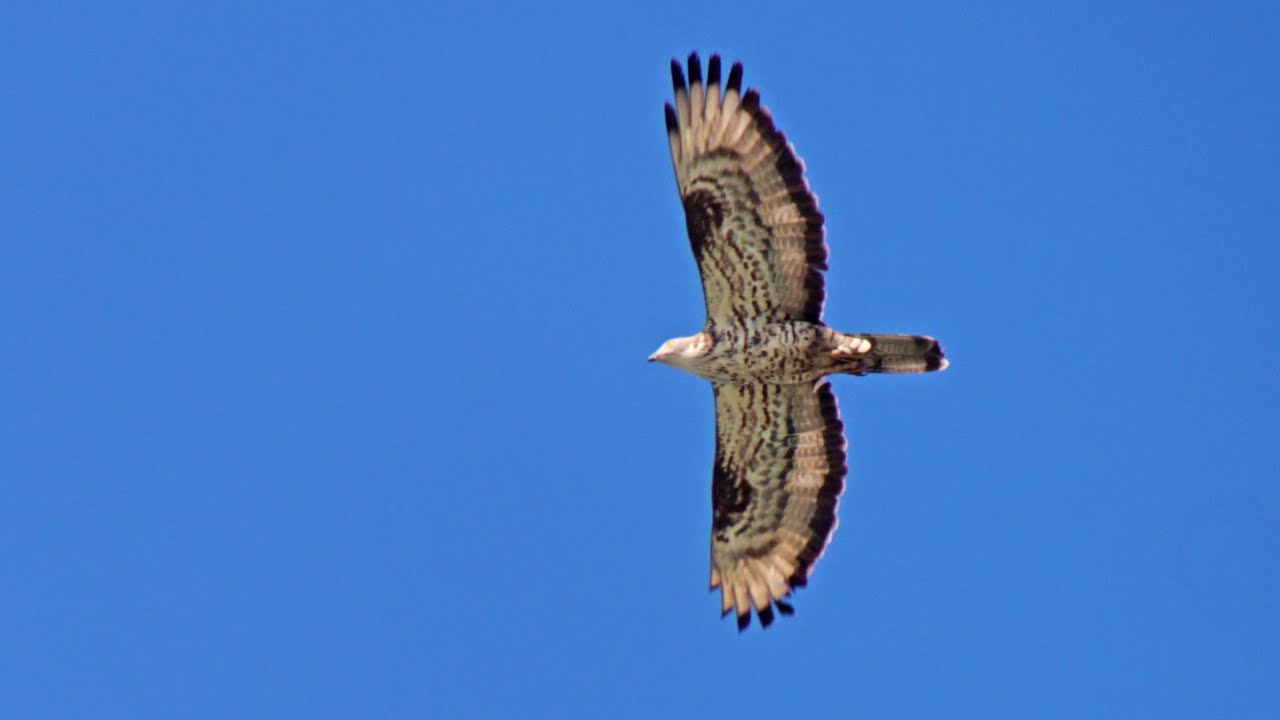 675 European Honey-Buzzards migrating in strong head wind, Nabben, Falsterbo, 2025-08-24