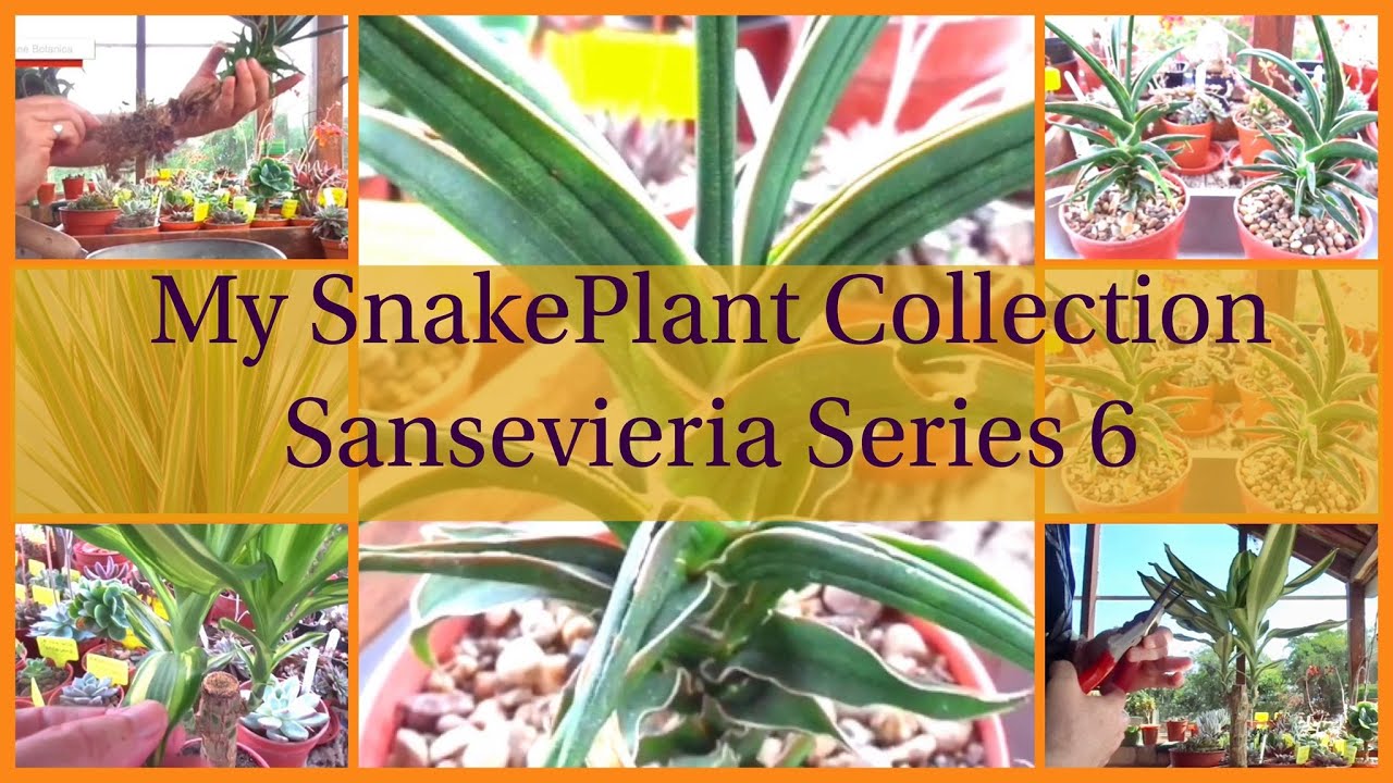 Sansevieria Collection 6 - Snake Plants! (Sansevieria Series)