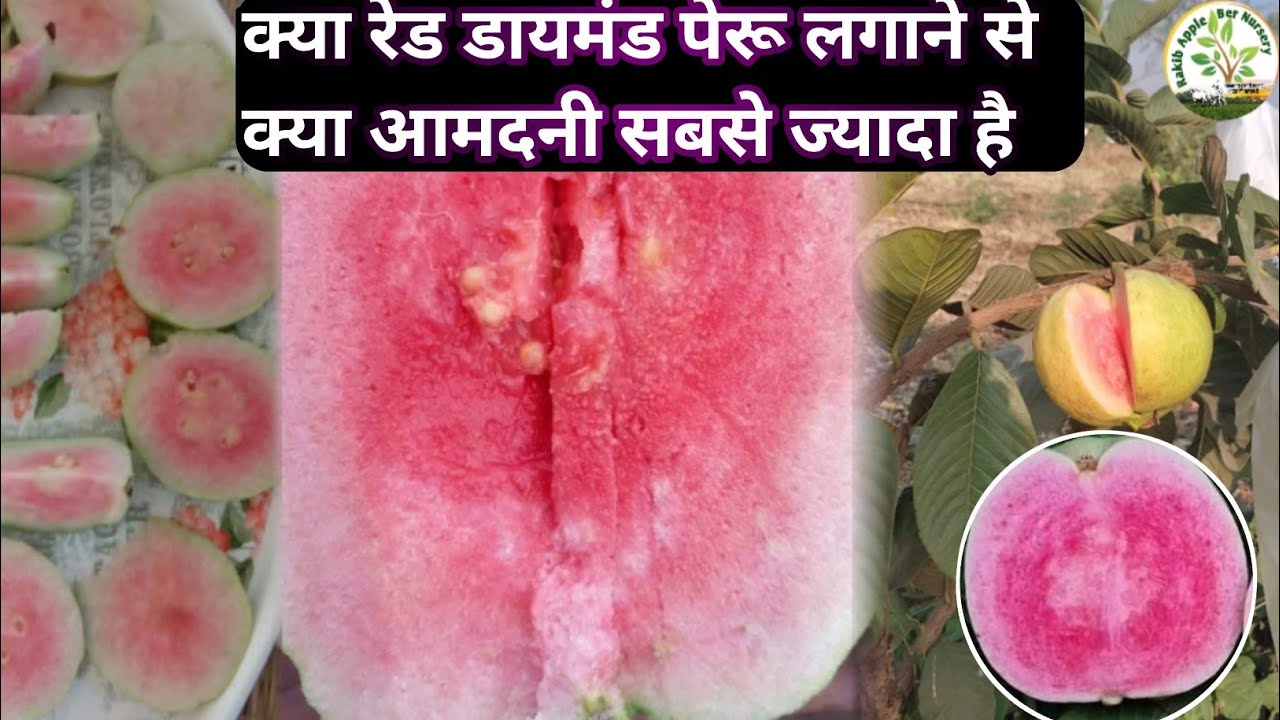 Red diamond Guava plant(क्या रेड डायमंड लगाने से आमदनी होगा मार्केट कितना|red diamond Farming India