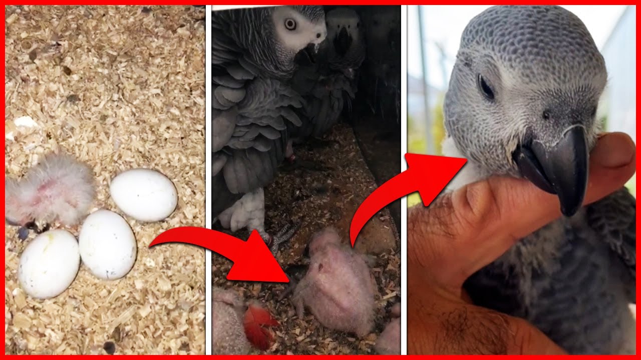 Jako Papağanı Yumurtadan Yavru Gelişim Süreci