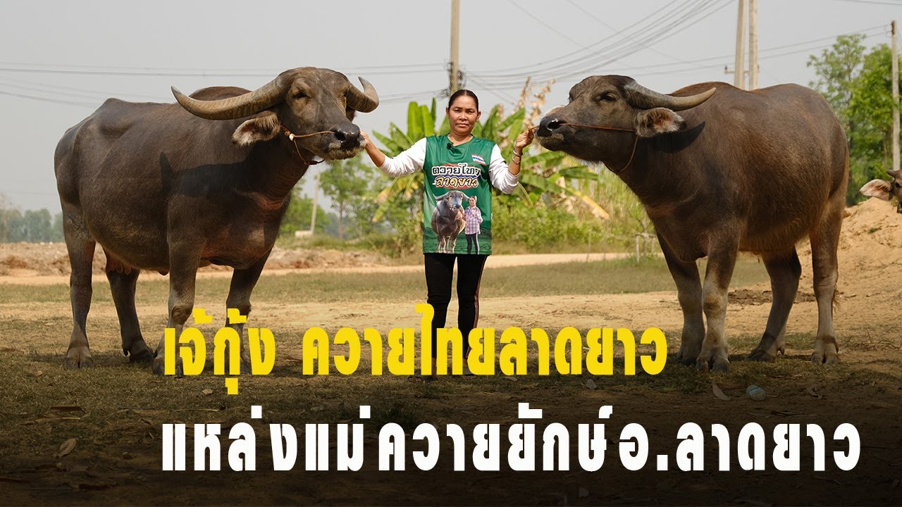 EP-01 เจ้กุ้ง ควายไทยลาดยาว แหล่งแม่ควายยัก พันธุกรรมแม่ช้างเป็นแม่ปีใหม่ ปีใหม่เป็นแม่ของเพชรสยาม