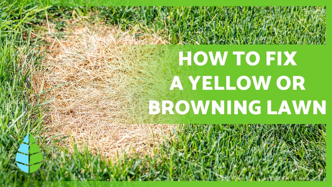 Why is my GRASS turning YELLOW? 🌱🟡 (Causes and Solutions)