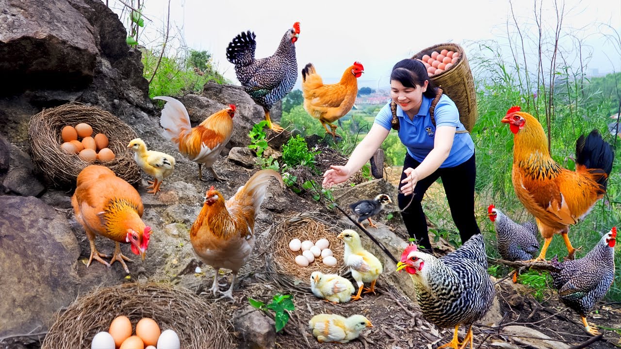 Harvest Chicken Egg, goes to the market to sell - Harvesting and Cooking |Tieu Vy Real Life