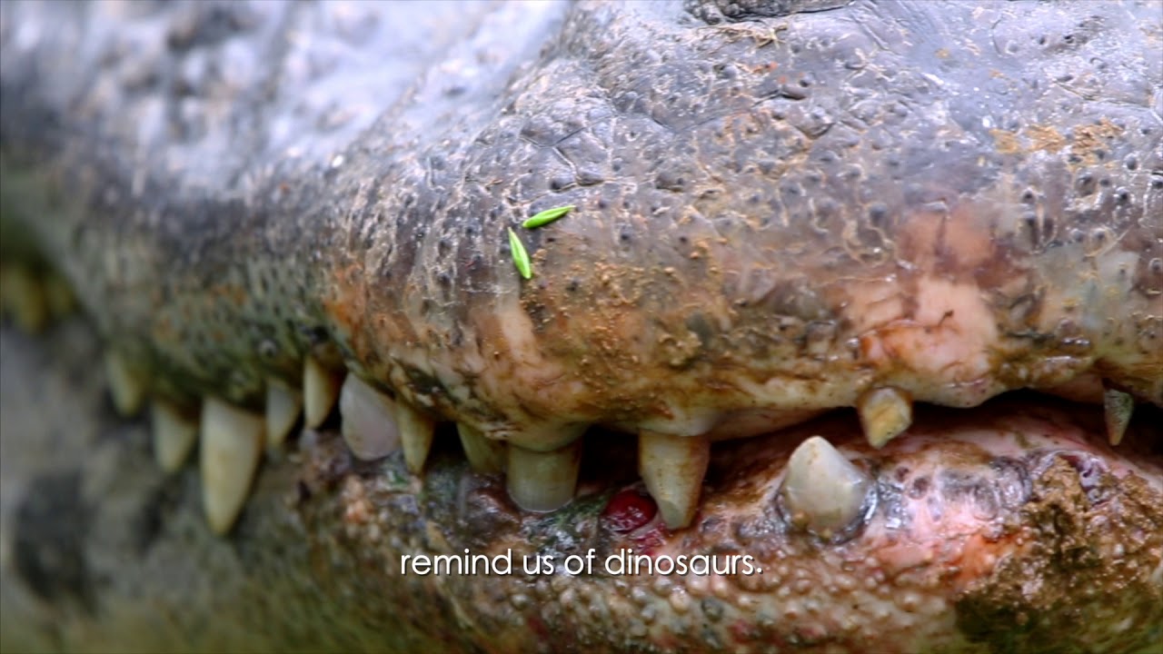 The Black caiman