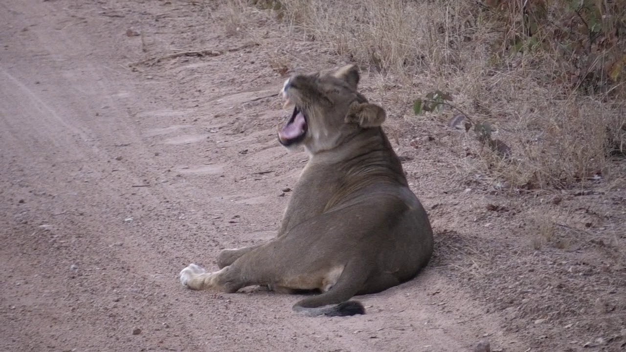 Mozambique - Mokore Safaris