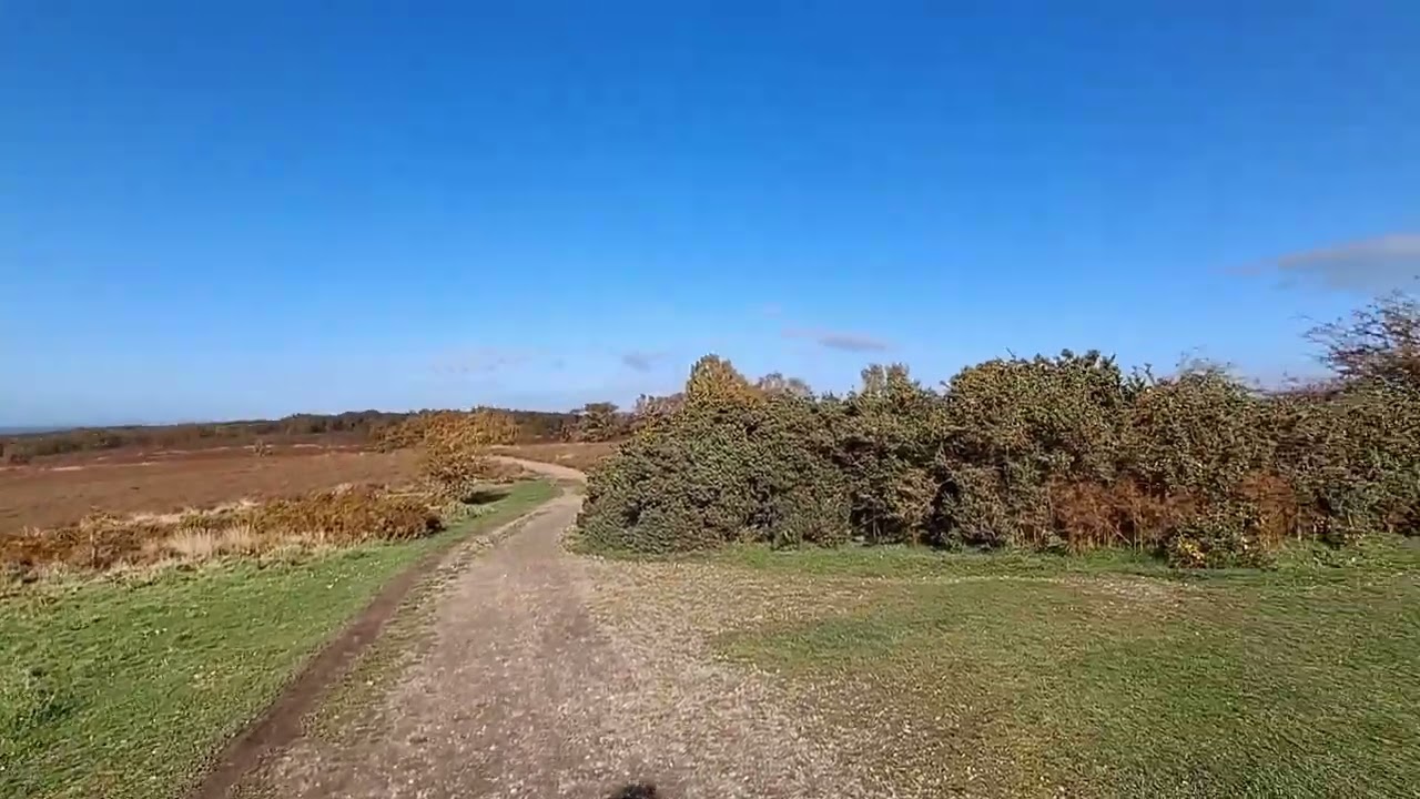 AUTUMN ON CANNOCK CHASE WITH FINN The Border Collie 🐕🍁🍁