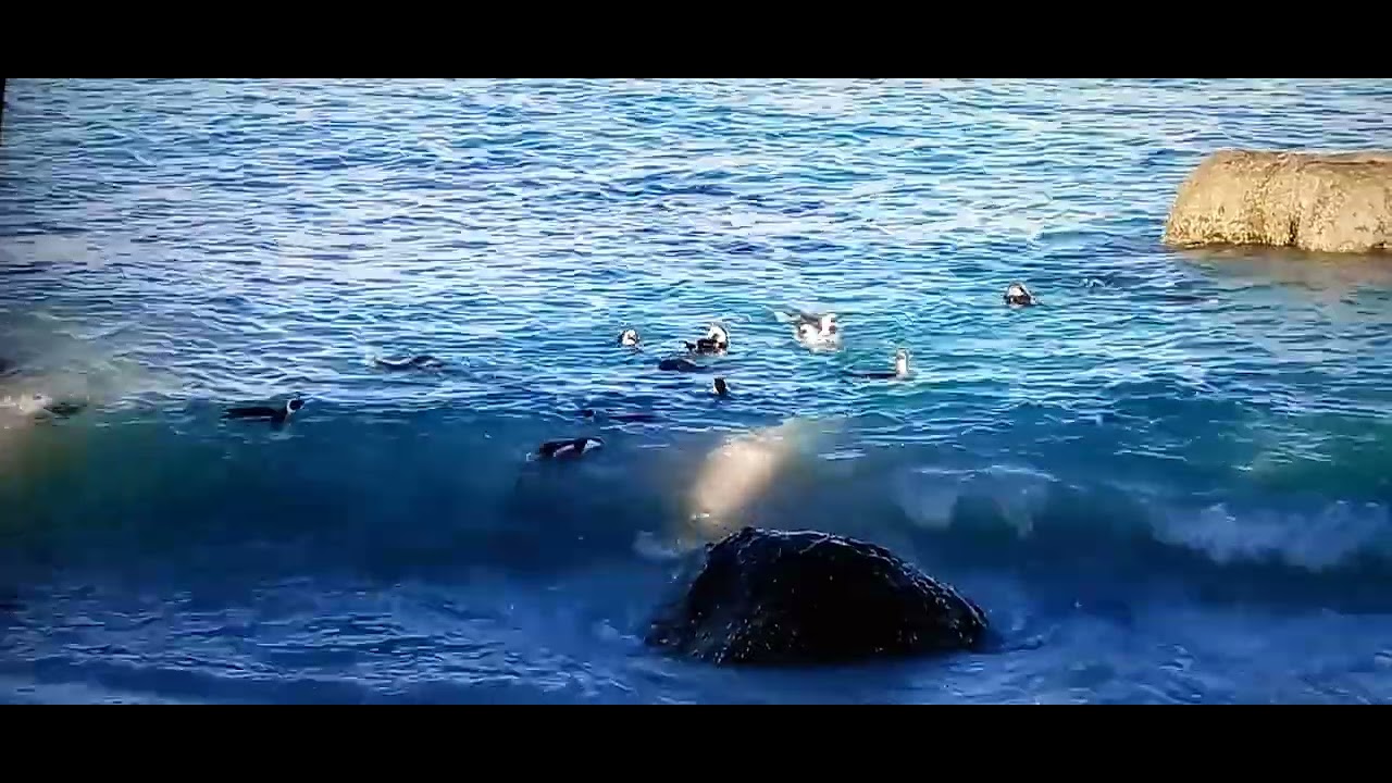 Penguine at Boulder/False Bay South Africa, 22.05.2016.