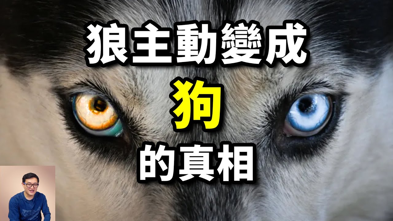 狼為何想當狗？從拯救諾姆城的二哈多哥，到超級智商的邊牧Chaser，世界上最特殊的動物&mdash;&mdash;狗【老肉雜談】#動物 #寵物 #狗 #狼 #dog